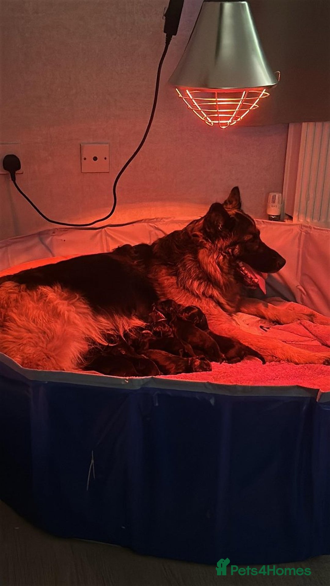 German Shepherd dogs for sale: German shepherd female puppie - Advert 1