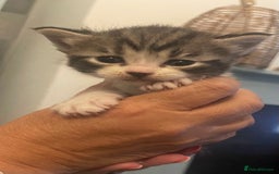 British Shorthair cats for sale: 2 4 week old British short hair cross kittens  - Image 1