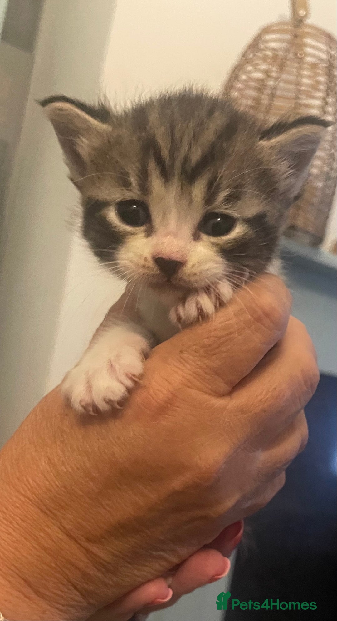 British Shorthair cats for sale: 2 4 week old British short hair cross kittens  - Image 1