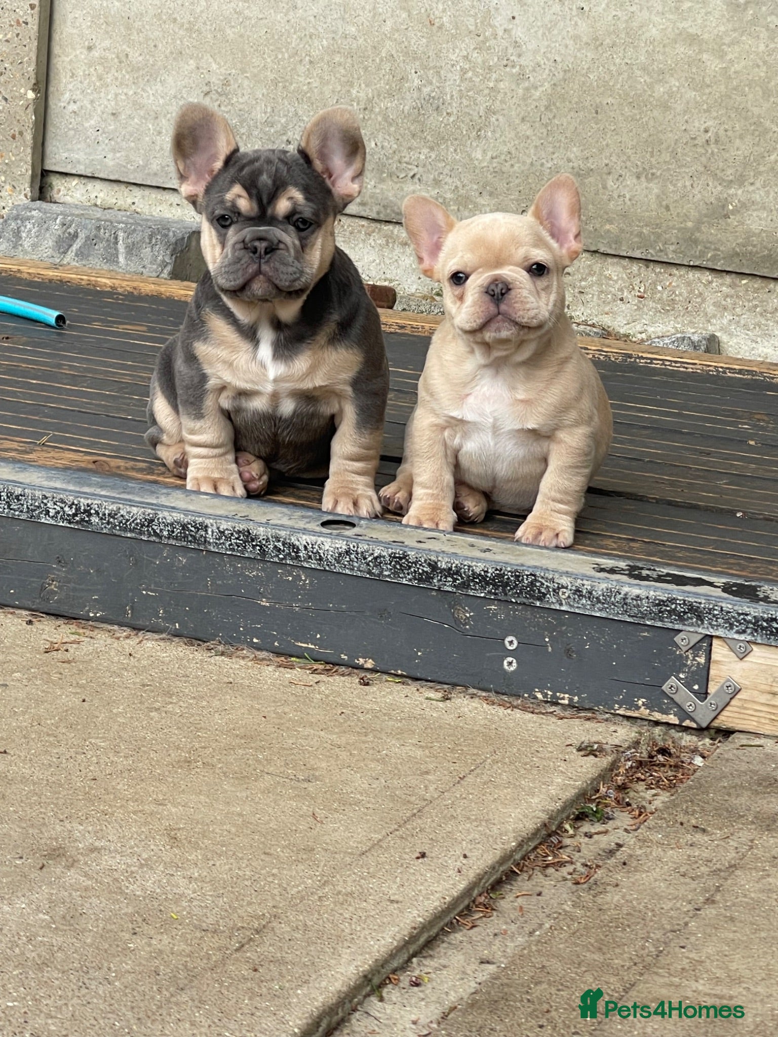 French Bulldog dogs Quality French Bulldog Puppies - Advert 15