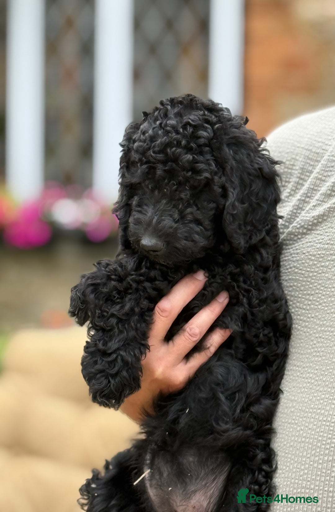 Labradoodle dogs for sale: F2 Labradoodle  - Image 2