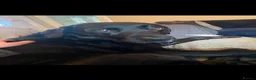 Labrador Retriever dogs for stud: Labrador retriever for stud - Advert 3