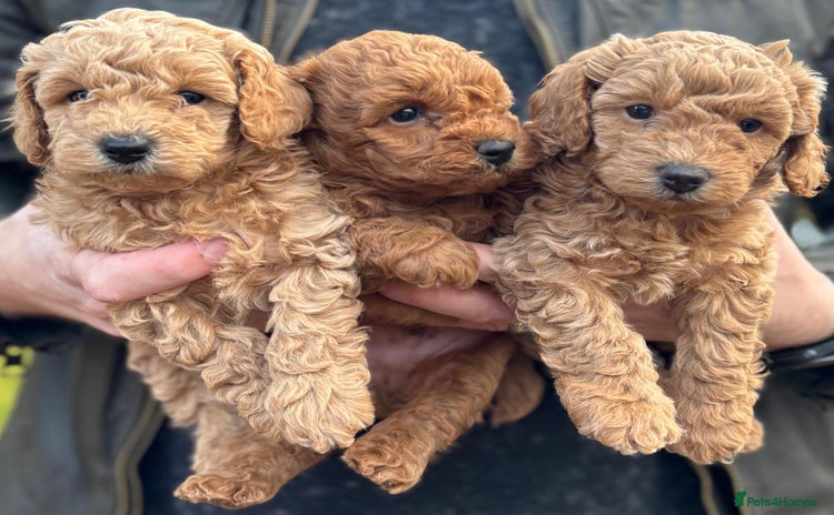 Toy Poodle dogs KC Registered Toy Poodles - Advert 16