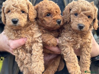 Toy Poodle dogs KC Registered Toy Poodles - Advert 2