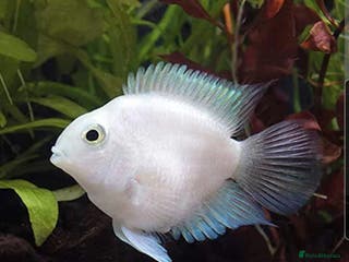 Cichlids fish Platinum polar parrots chiclids - Advert 20