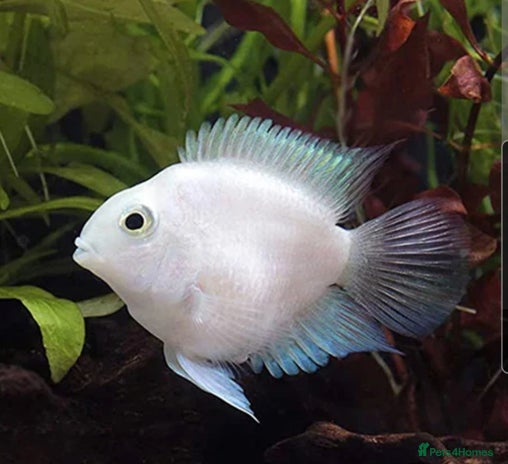 Cichlids fish - Advert 1