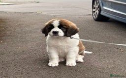 Saint Bernard dogs for sale: 4 month old Saint Bernard.  - Image 3