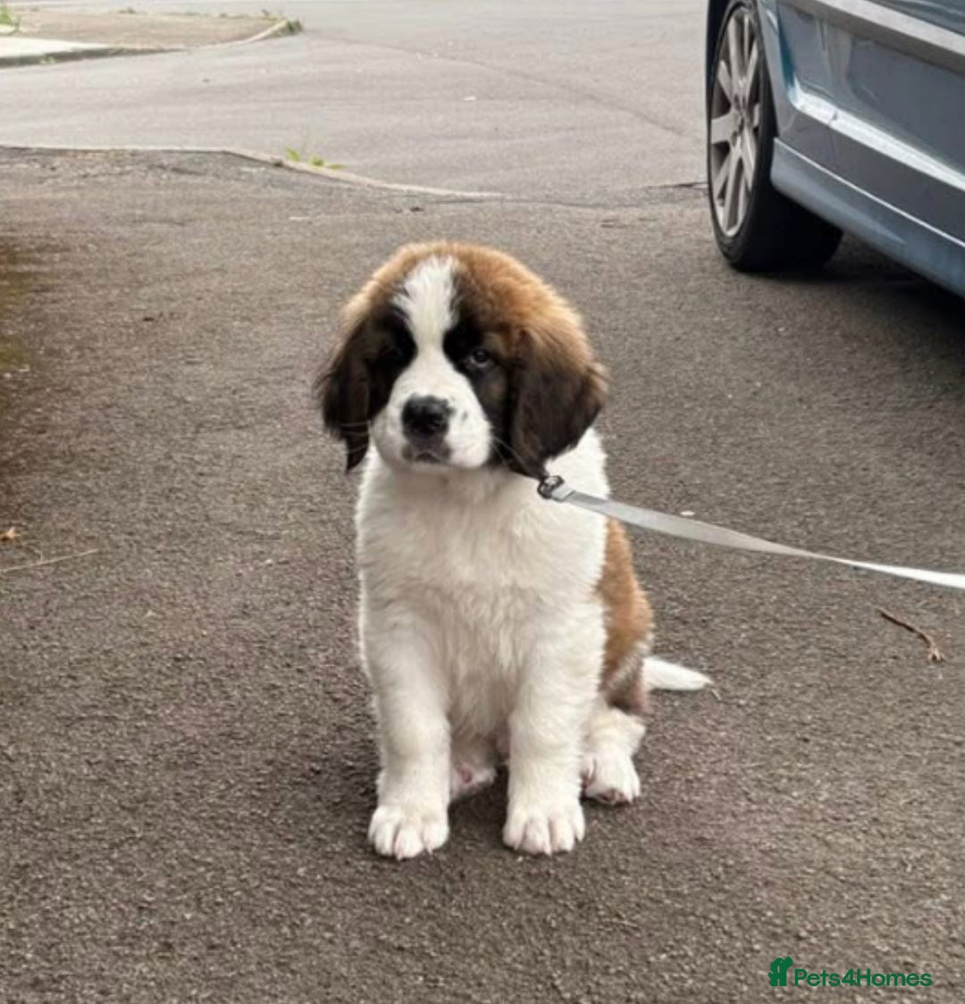 Saint Bernard dogs for sale: 4 month old Saint Bernard.  - Image 3