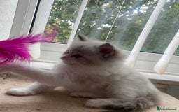 Ragdoll cats for sale: Mink European Ragdolls  - Image 3