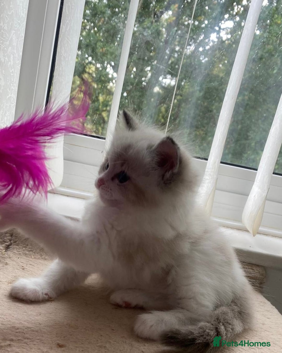 Ragdoll cats for sale: Mink European Ragdolls  - Image 3