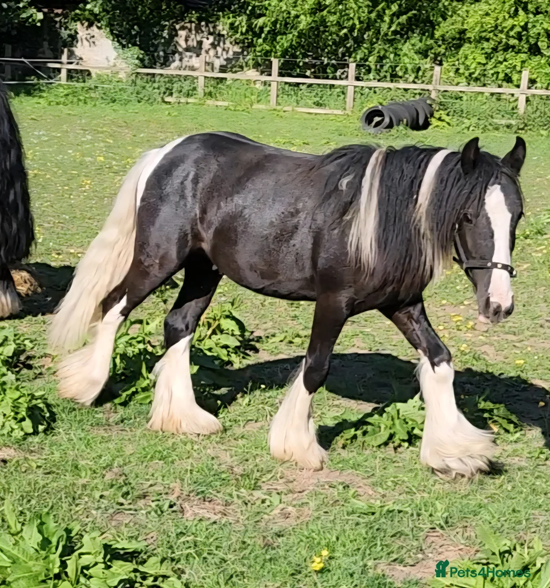Other Breed horses for sale: Show cob - Advert 1
