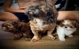Shih Tzu dogs for sale: Lovely shih-tzu puppies for sale - Image 4