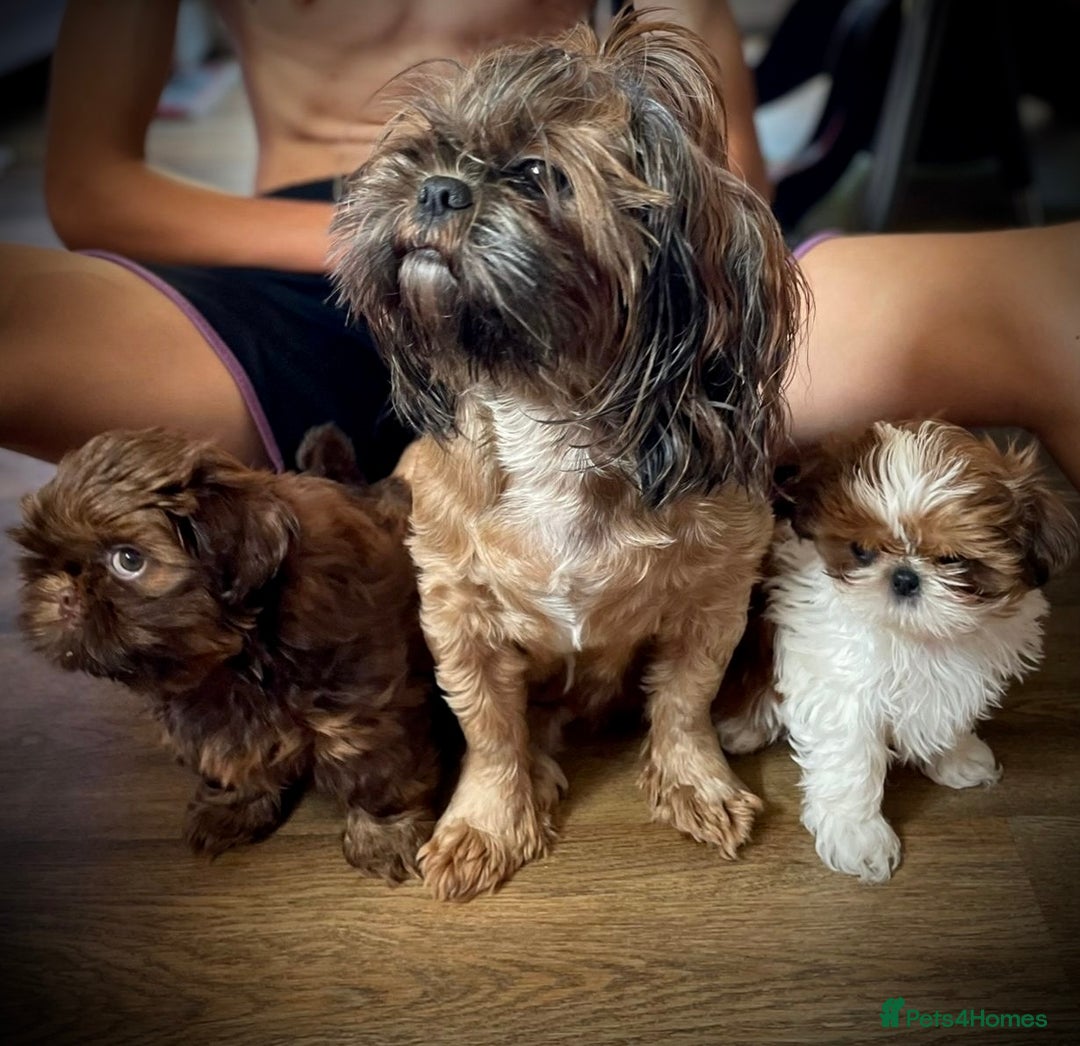 Shih Tzu dogs for sale: Lovely shih-tzu puppies for sale - Image 4
