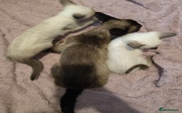 Siamese cats for sale: Siamese lovely girls looking for friendly home.  - Image 5