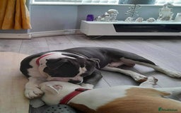 Olde English Bulldogge dogs for sale: Beautiful boy needs rehoming. - Image 5