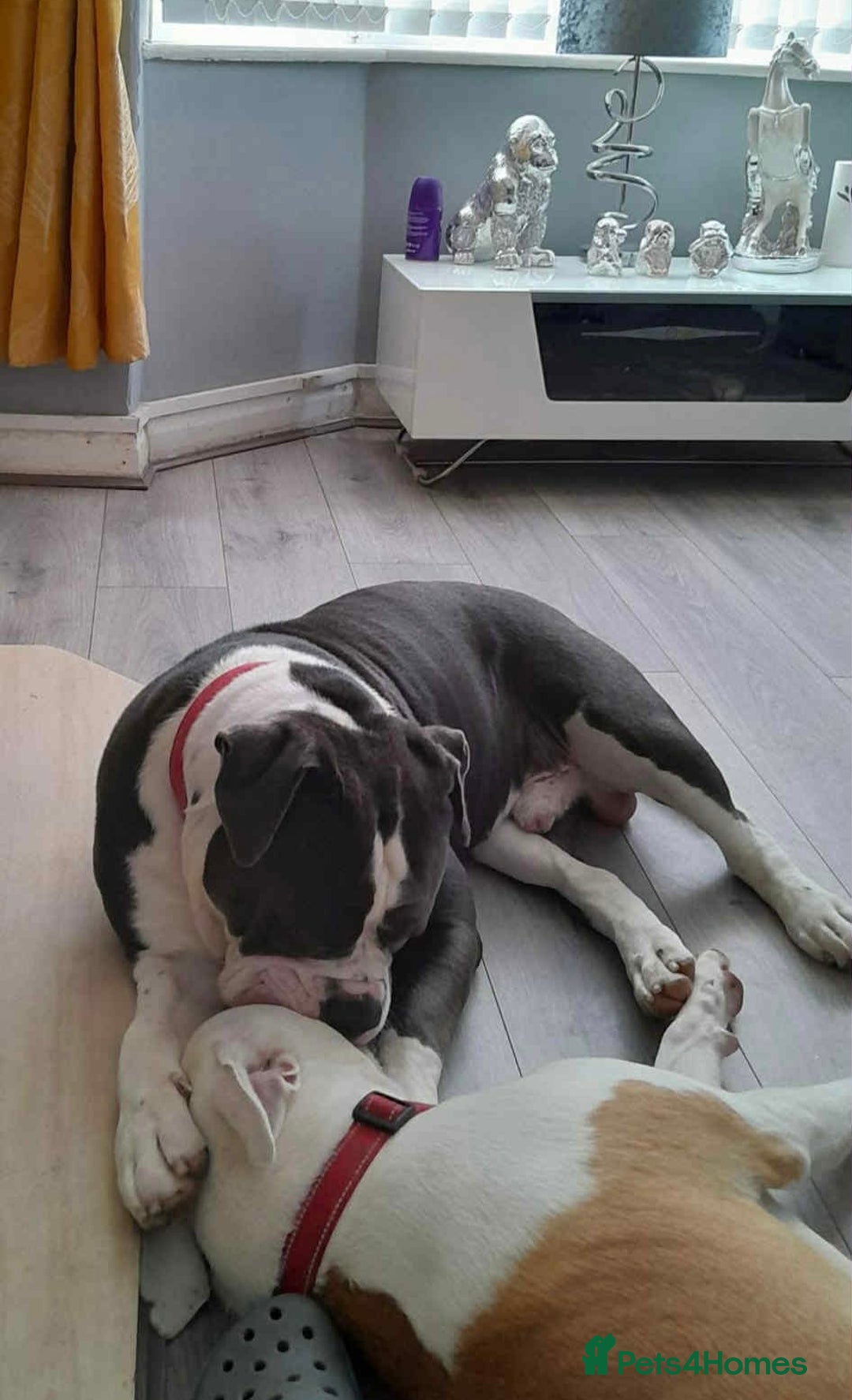 Olde English Bulldogge dogs for sale: Beautiful boy needs rehoming. - Image 5