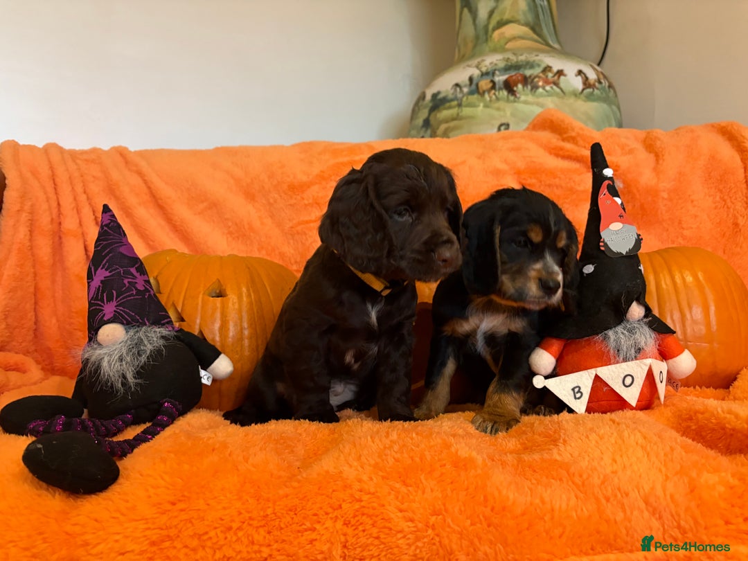 Cocker Spaniel dogs for sale: Cocker spaniels  - Image 9