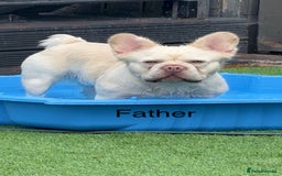 French Bulldog dogs for sale: French bulldog puppies fluffy carriers  - Image 7