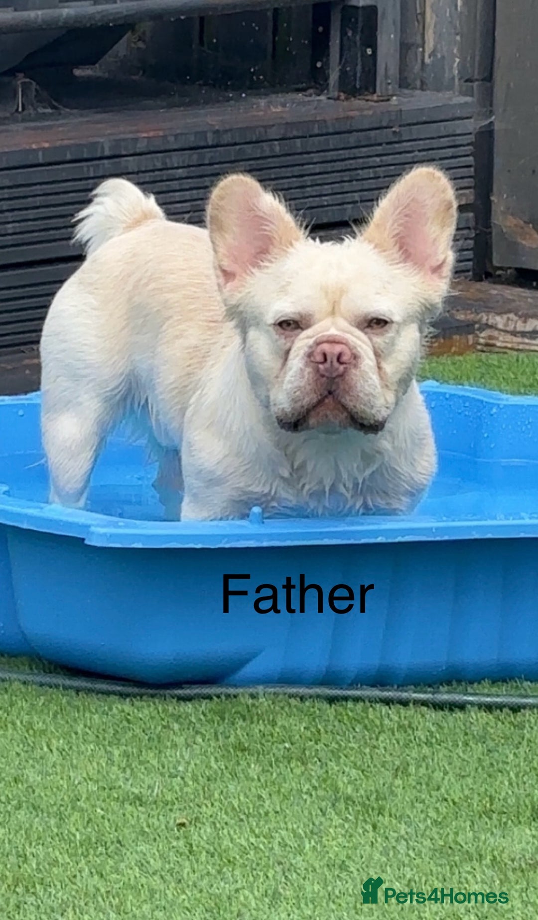 French Bulldog dogs for sale: French bulldog puppies fluffy carriers  - Image 7