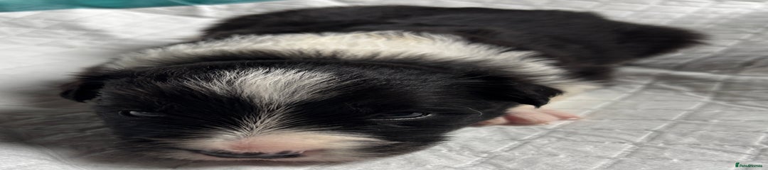 Border Collie Puppy 3