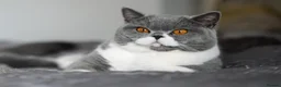 British Shorthair cats for sale: GCCF-registered kittens - Advert 2