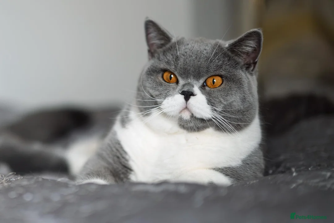British Shorthair cats for sale: GCCF-registered kittens - Advert 2