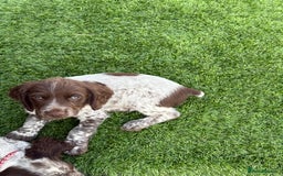 Cocker Spaniel dogs for sale: READY FOR NEW HOMES CAN LEAVE homes health tested  - Image 23