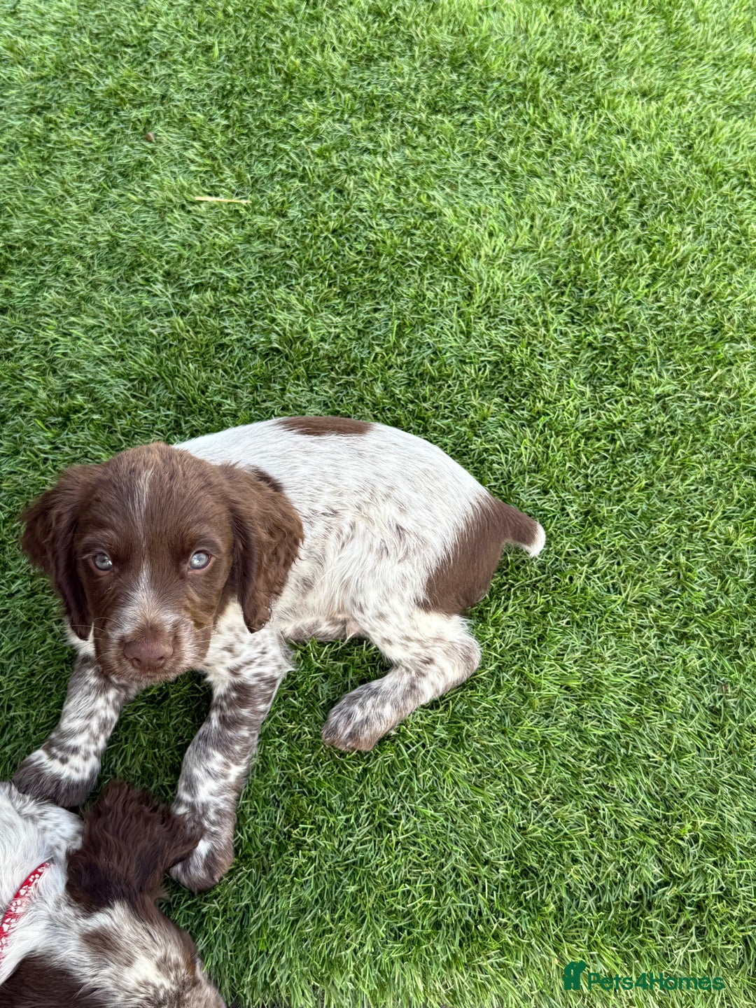 Cocker Spaniel dogs for sale: READY FOR NEW HOMES CAN LEAVE homes health tested  - Image 23