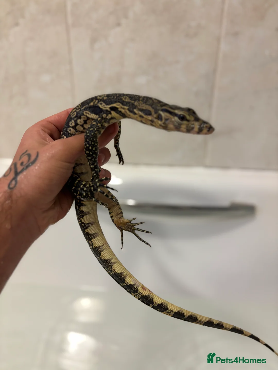 Monitor reptiles for sale: Asian water monitor  - Advert 2