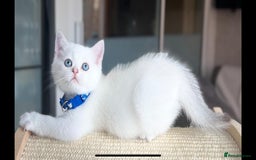 Scottish Fold cats for sale: Beautiful Scottish Straight&Fold Kittens Available - Image 12