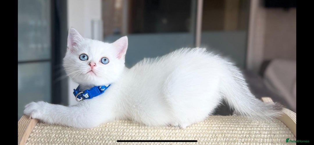 Scottish Fold cats for sale: Beautiful Scottish Straight&Fold Kittens Available - Image 12