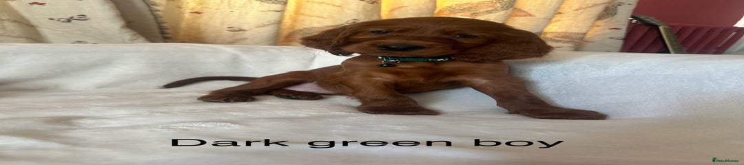 Irish Setter Puppy 3