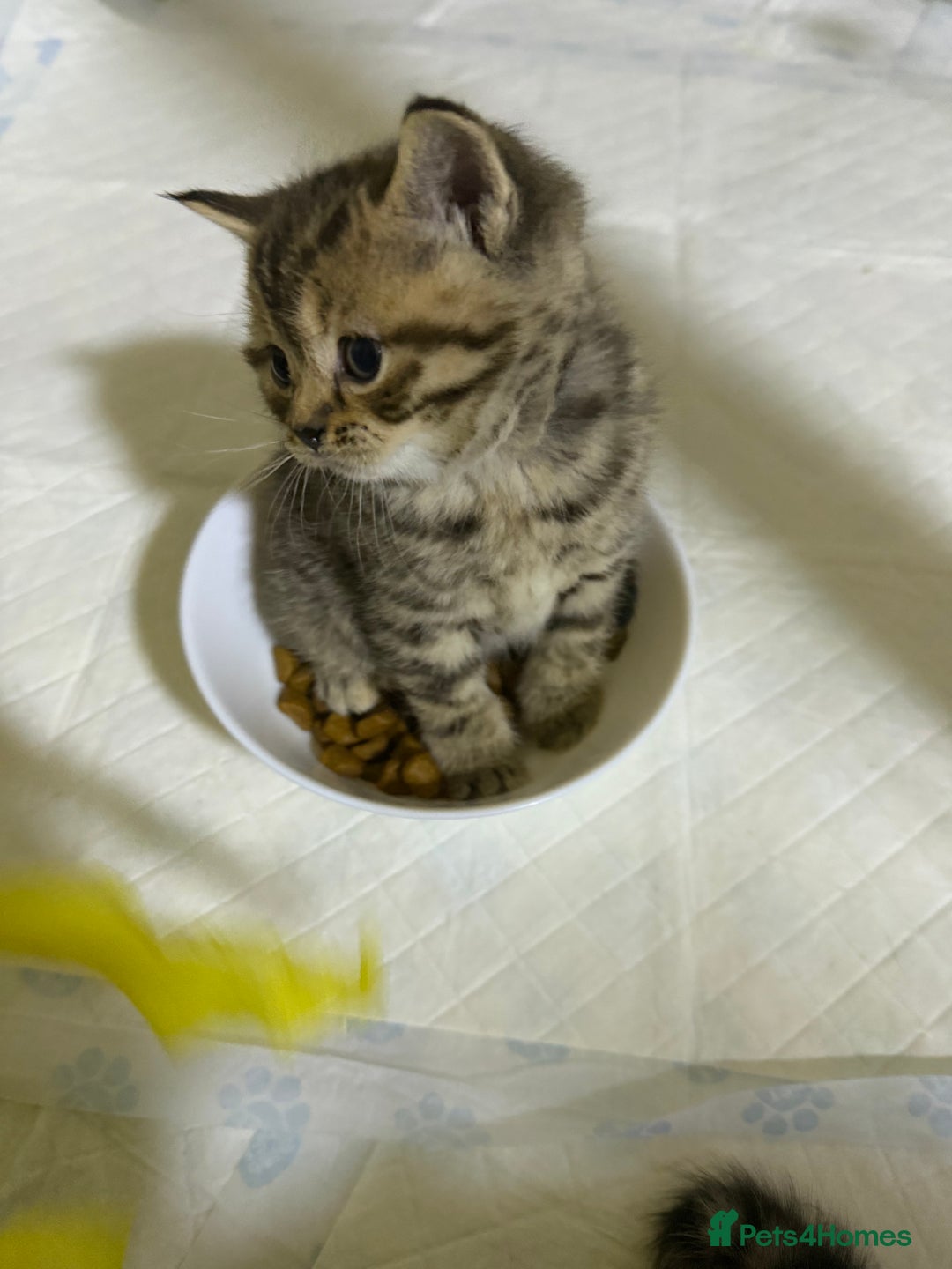 British Shorthair cats for sale: British Shorthair  - Advert 9