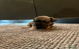 French Bulldog dogs for sale: ♥️Litter of 6 French Bulldog Puppies♥️ - Advert 23