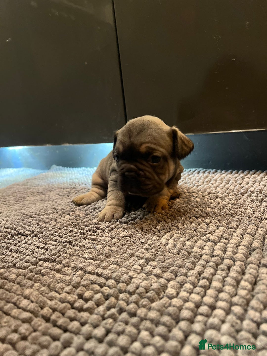 French Bulldog dogs for sale: ♥️Litter of 6 French Bulldog Puppies♥️ - Advert 23
