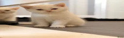British Shorthair cats for sale: British shorthair adorable kittens ❤️ - Advert 17