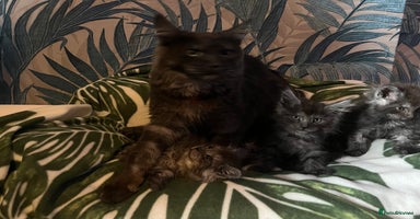 Maine Coon cats - Advert 5