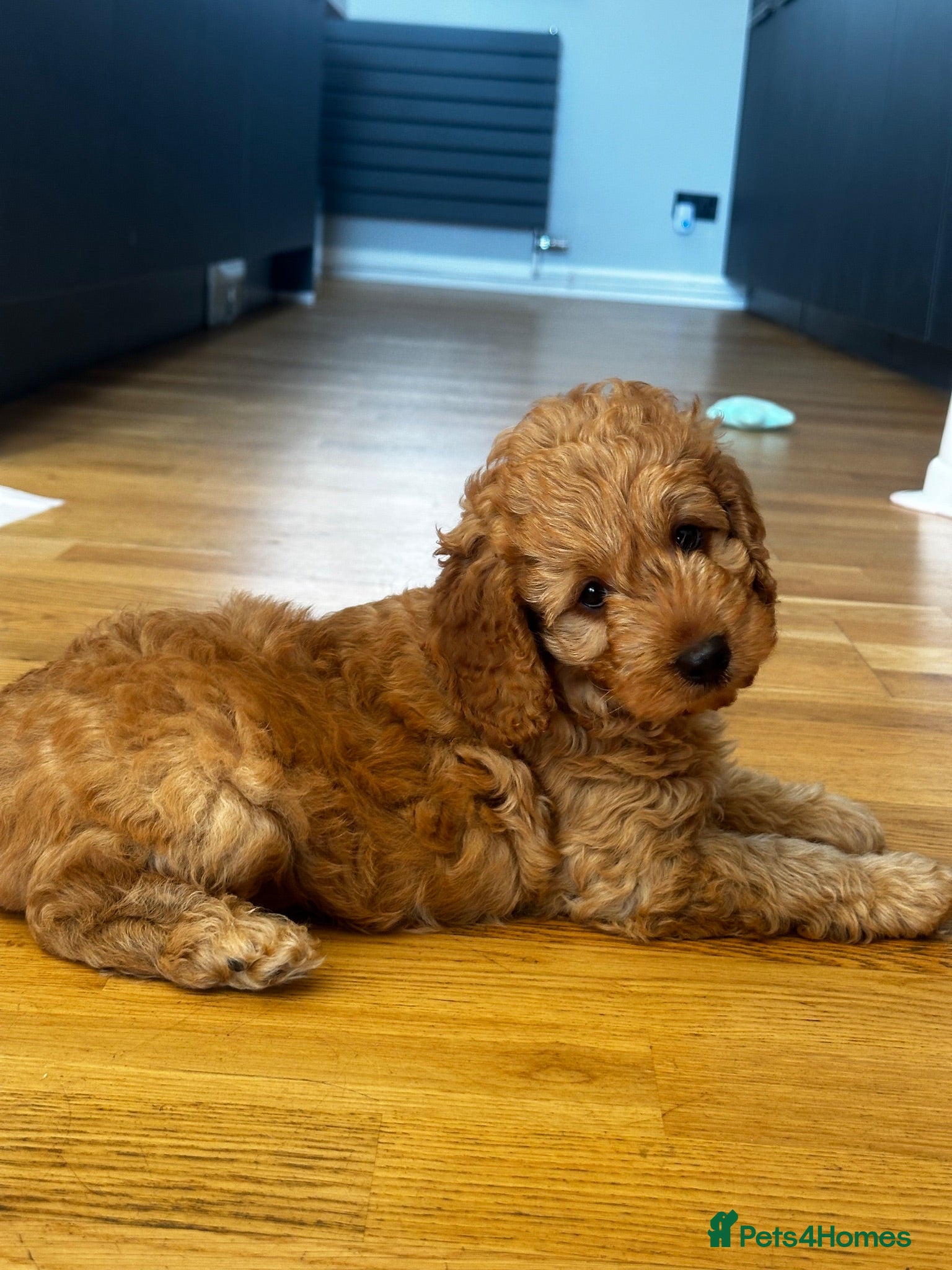 Cockapoo dogs 4 beautiful miniature F1b cockapoo puppies  - Advert 18