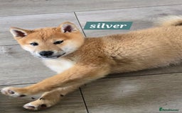 Japanese Shiba Inu dogs for sale: Stunning Shibas  in Llanybydder - Image 4