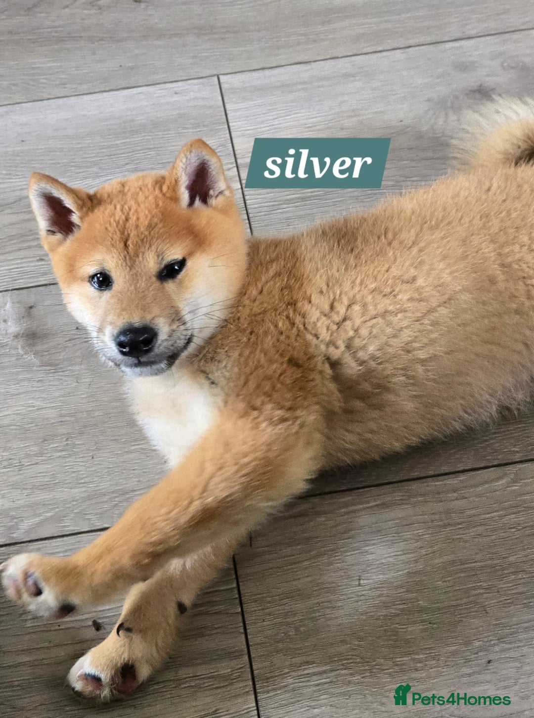 Japanese Shiba Inu dogs for sale: Stunning Shibas  in Llanybydder - Image 4