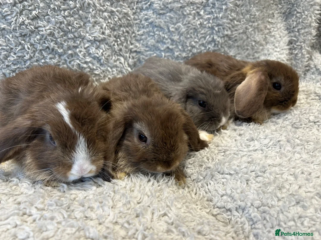 Mini Lop rabbits for sale: 🐰 Mini Lop Bunnies Looking for Loving Homes 🐰 - Advert 7