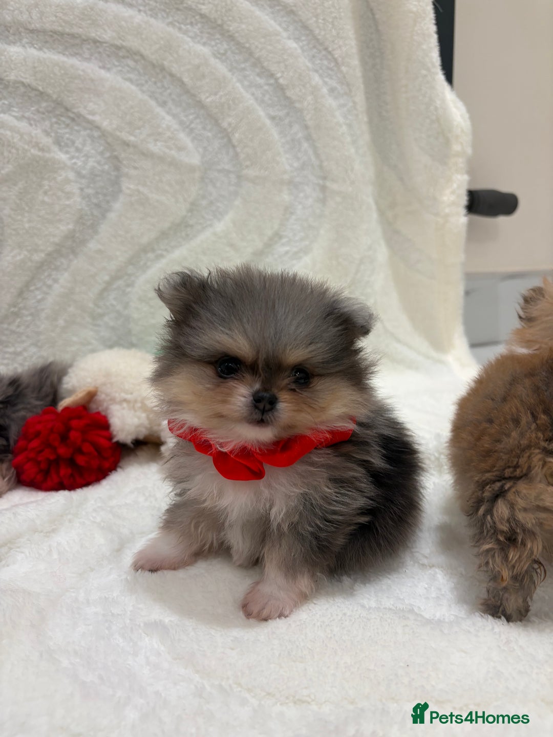 Pomeranian dogs for sale: RARE MINI MERLE FLUFFY POMERANIANS  - Advert 14