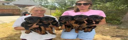 Rottweiler dogs for sale: ⭐️ Best Breeding in the UK 🇬🇧 ⭐️ - Advert 4