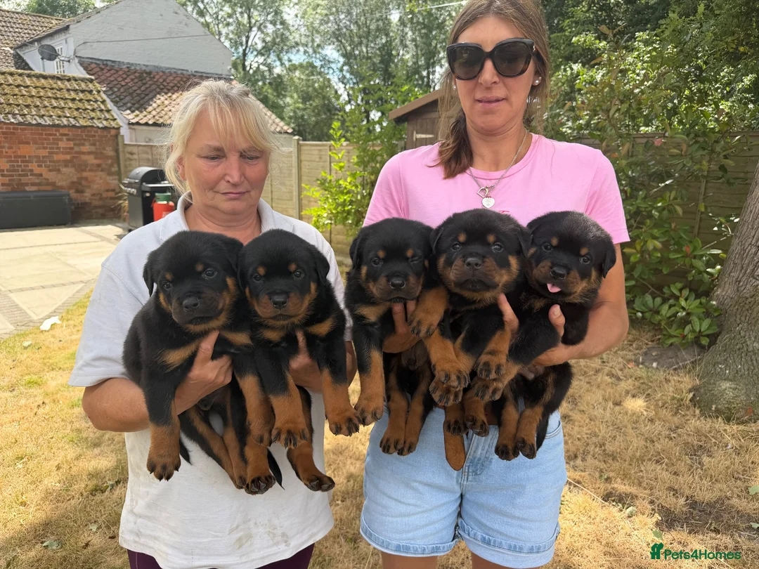 Rottweiler dogs for sale: ⭐️ Best Breeding in the UK 🇬🇧 ⭐️ - Advert 4