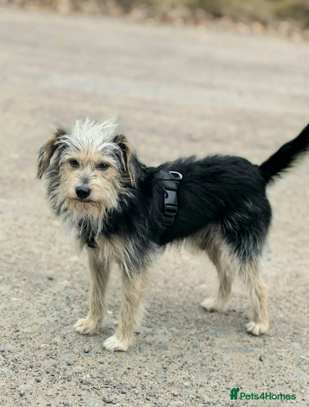 Norfolk Terrier dogs for adoption: TOSHI – Male Norfolk Terrier - Advert 2