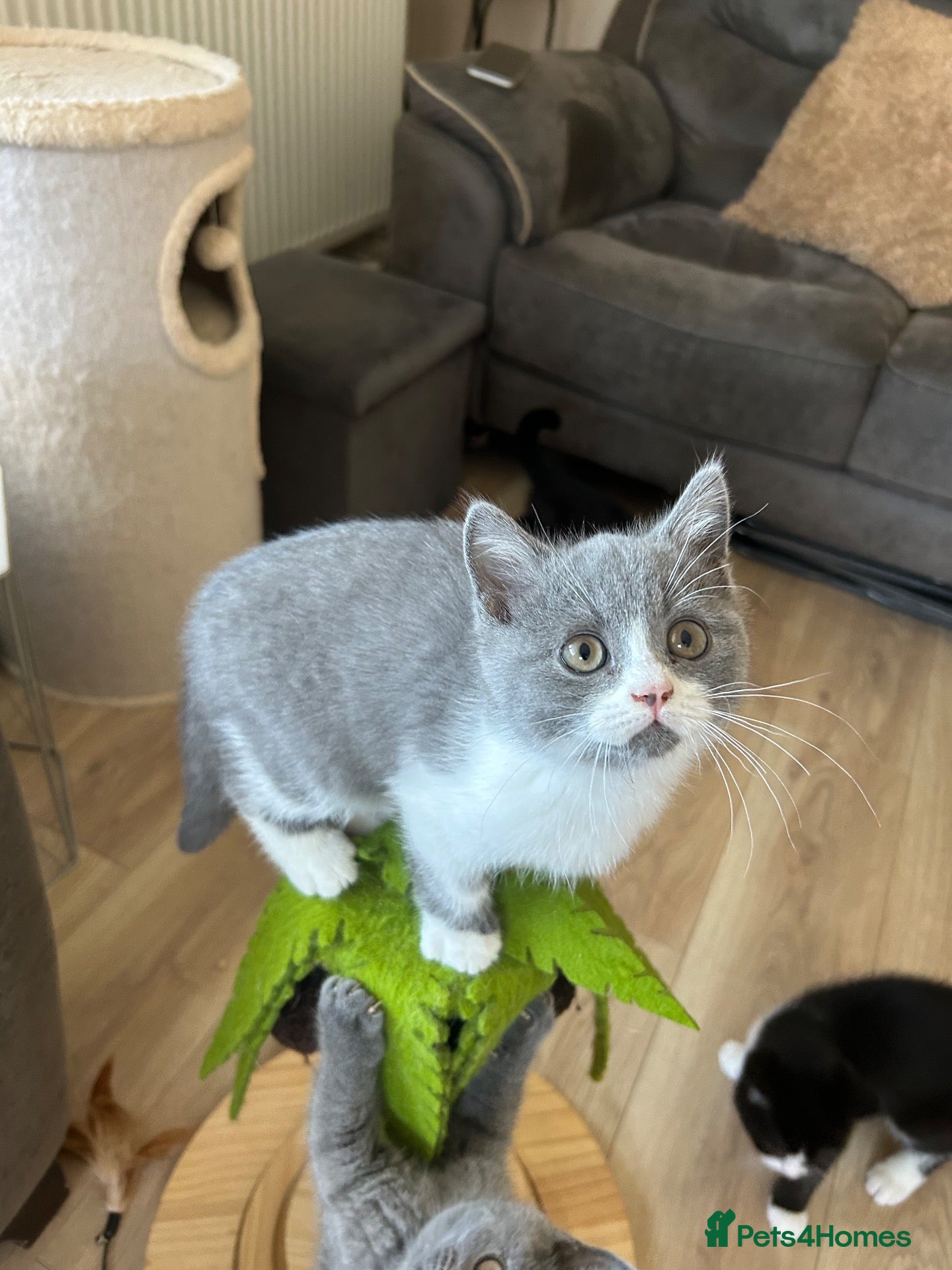 British Shorthair cats Beautiful BSH Kittens 🌺 READY NOW🌺 - Advert 1