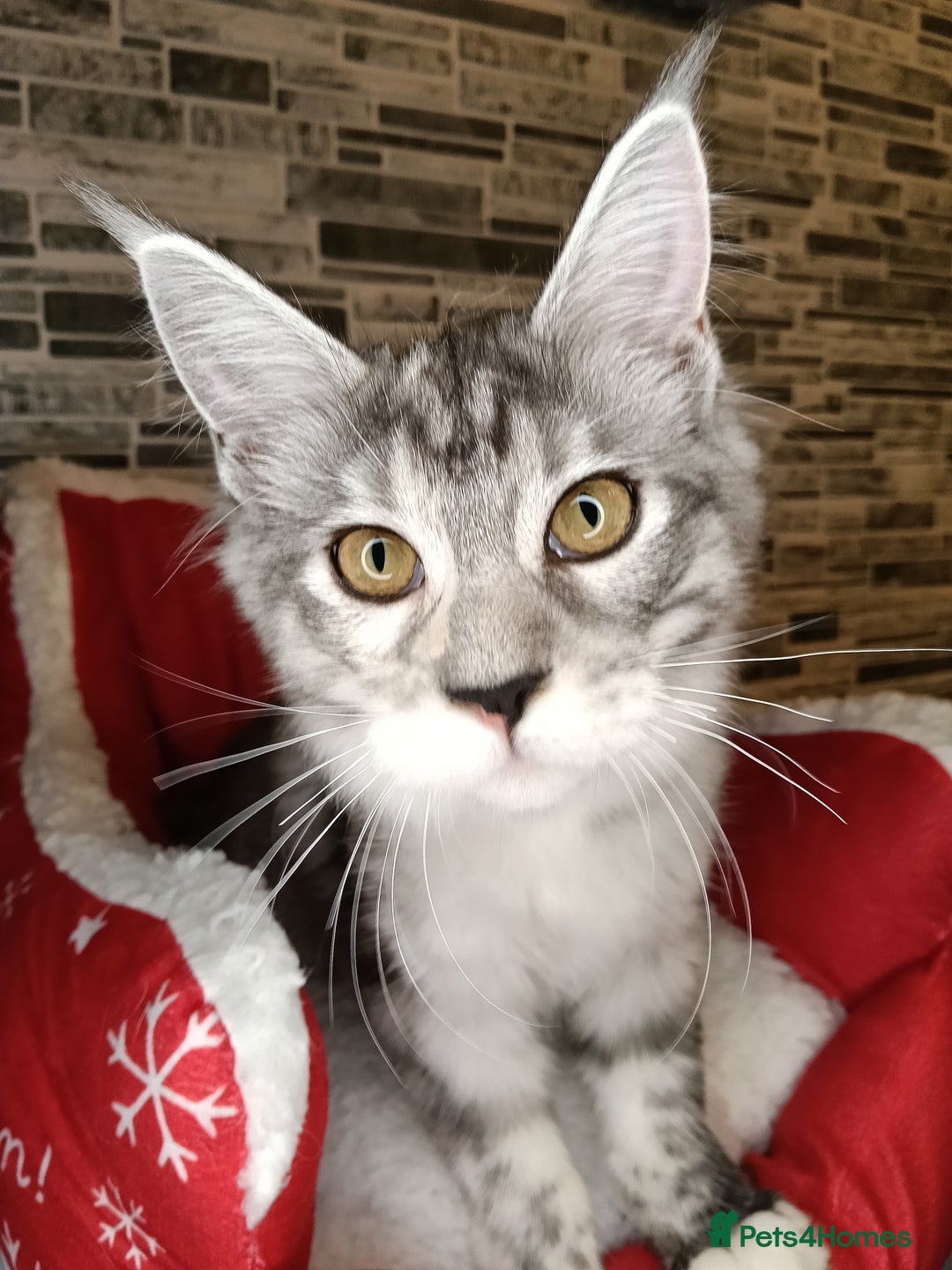 Maine Coon cats for sale: 'PuuureLove' Maine Coon kittens  - Advert 4