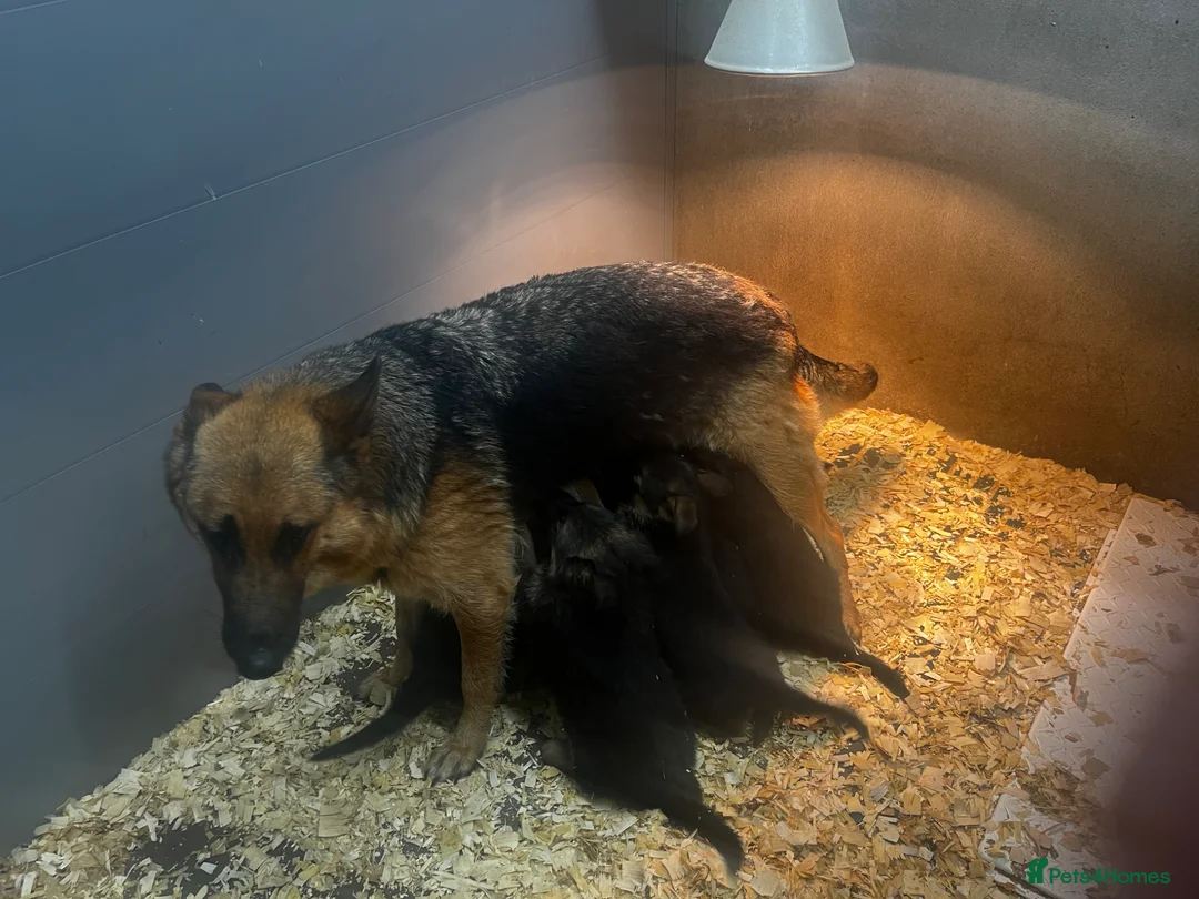 German Shepherd dogs for sale: German shepherd  - Advert 2