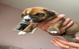 Mixed Breed dogs for sale: Cane corso x rottie - Image 18