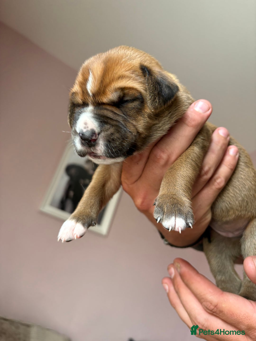 Mixed Breed dogs for sale: Cane corso x rottie - Image 18